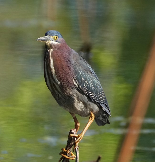 A green heron stands near a pond